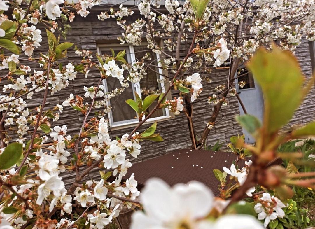 Cherry House Stepancminda Zewnętrze zdjęcie